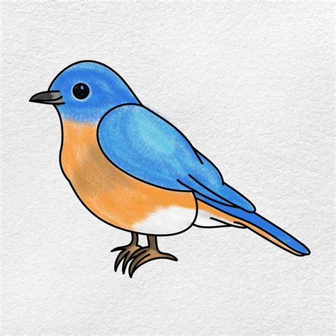 cartoon drawing of a bird